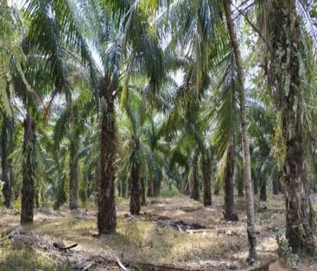 Harga TBS Sawit Plasma Riau Periode Ini Naik, Umur 9 Tahun Tertinggi Rp3.741/Kg