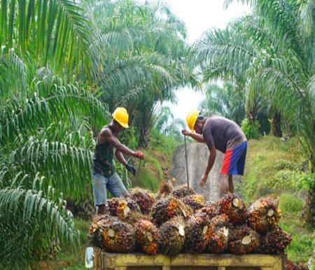 Naik! Harga TBS Sawit Mitra Plasma di Riau Pekan ini Rp4.075 per kilogram