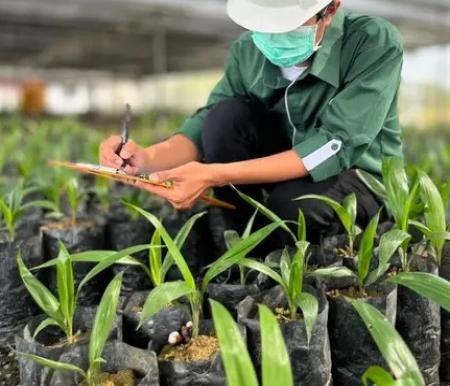 Astra Agro Lestari Rilis Tiga Bibit Sawit Tahan Ganoderma, Tambah Daya Saing Sektor Perkebunan