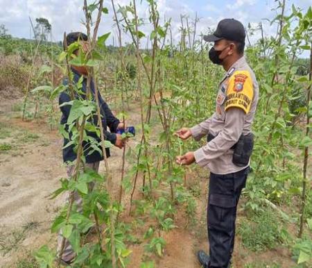 Polsek Simpang Kanan aktif memantau tanaman pekarangan bergizi di Simpang Kanan. (Foto: Int)