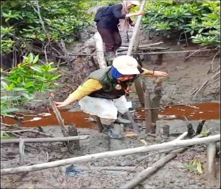 Petugas pantarlih wanita harus melewati  meniti jembatan dari kayu sebatang yang licin di sungai yang berlumpur untuk mencapai perkampungan warga yang terisolir di Dusun Sungai Baru, Desa Baran Melintang
