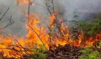 Ilustrasi luas lahan terbakar di Pekanbaru capai 93,8 hektare (foto/int)