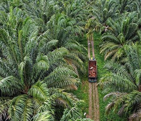 Pajak Sawit Rp1.700 per Batang Dipersoalkan, Samade Riau Ingatkan Dampak Stigma