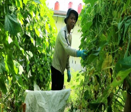 Garap Lahan Tidur, Petani Timun di Pekanbaru Cuan Puluhan Juta Rupiah