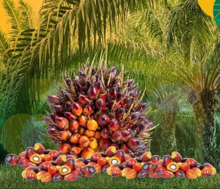 Price of Fresh Fruit Bunches of Independent Partner Palm Oil in Riau Reaches Rp3,412 per Kg