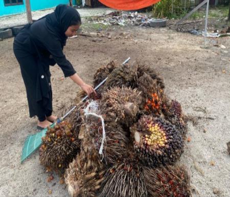 Ilustrasi Harga TBS sawit kemitraan swadaya di Riau naik (foto/Yuni)