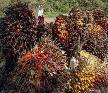 Harga TBS Sawit Mitra Plasma di Riau Pekan ini Naik, Diuntungkan Lonjakan Kernel