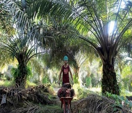 Petani Sawit Mitra Swadaya di Riau Dapat Angin Segar, Harga TBS Kembali Menguat Minggu Ini
