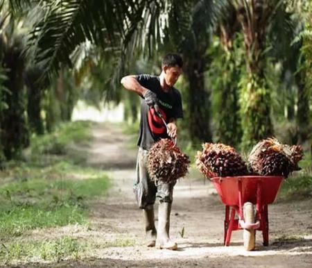 Harga sawit mitra swadaya di Riau.(ilustrasi/int)