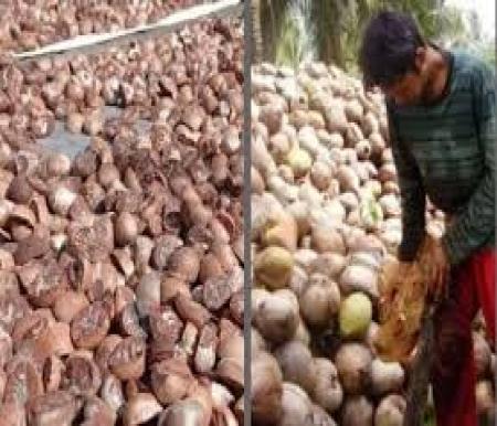 Ilustrasi harga karet dan kelapa di Riau cenderung stabil (foto/int)