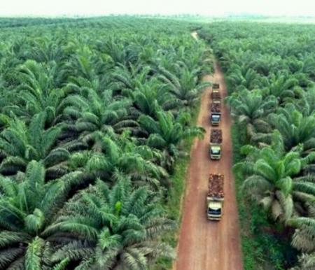 Pajak Sawit Dinilai Tidak Efisien Tingkatkan PAD Riau