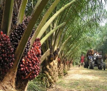 Harga TBS Sawit Plasma di Riau Pekan ini Naik, Capai Rp3.516,32 per Kilogram